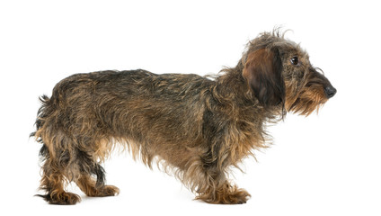 Side view of a Dachshund, isolated on white