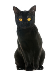 Bombay cat sitting and looking at the camera, isolated on white