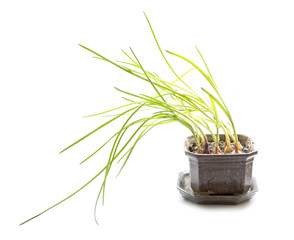 Green onions in a ceramic pot on a white background