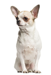Chihuahua (2 years old) sitting and looking left, isolated on wh