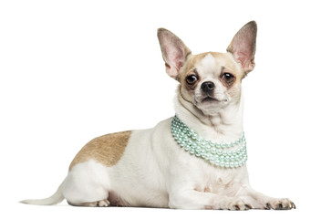 Chihuahua (2 years old) lying and wearing a pearl necklace