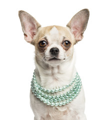 Close-up of a Chihuahua (2 years old) wearing a pearl necklace