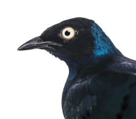 Close-up on a Superb Starling - Lamprotornis superbus