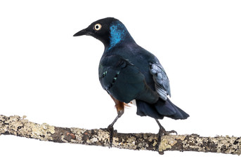 Superb Starling on a branch - Lamprotornis superbus