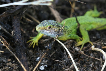 Tête Lézard vert