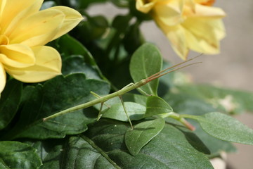 Phasme vert