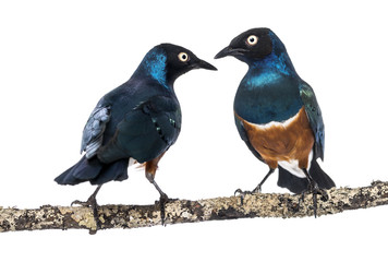 two Superbs Starling on a branch - Lamprotornis superbus