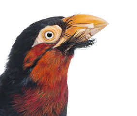 Close-up of a Bearded Barbet - Lybius dubius