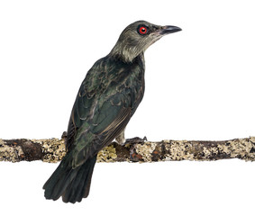 Juvenile Metallic Starling - Aplonis metallica