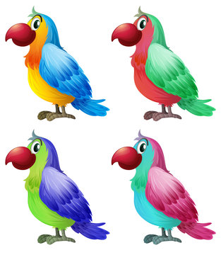 Four colorful parrots