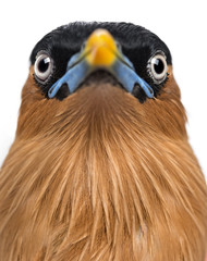 Close-up of a Brahminy Myna - Sturnia pagodarum