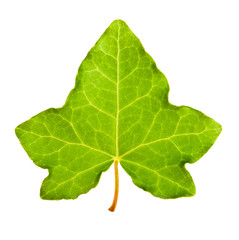 Ivy leaf