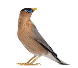 Brahminy Myna - Sturnia pagodarum - isolated on white