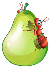 A pear fruit with two ants
