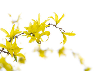 forsythia en fleur