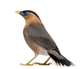 Brahminy Myna - Sturnia pagodarum - isolated on white