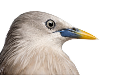 Close-up on a Chestnut-tailed Starling, side view