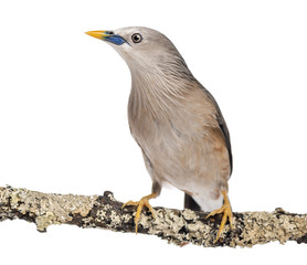 Chestnut-tailed Starling perched on a branch