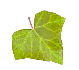  ivy leaf