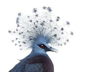 Head of Victoria Crowned Pigeon - Goura victoria