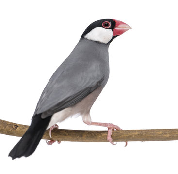 Java Sparrow perched on a branch- Padda oryzivora