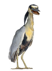 Obraz premium Boat-billed Heron; Boatbill - Cochlearius cochlearius