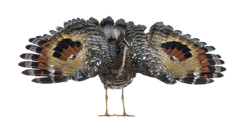 Threaten Sunbittern - Eurypyga helias - Isolated on White
