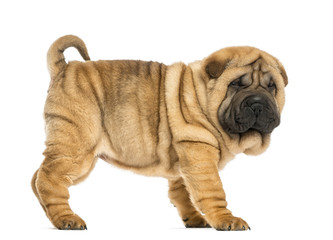 Side view of Shar pei puppy (11 weeks old) isolated on white © Eric Isselée