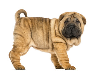 Side view of Shar pei puppy (11 weeks old) isolated on white