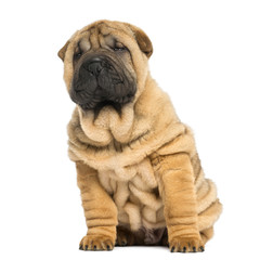 front view of a Shar pei puppy sitting and looking away