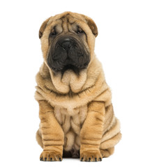 Front view of a Shar pei puppy sitting and looking at the camera