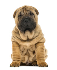 Shar pei puppy sitting (11 weeks old) isolated on white