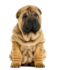 Front view Shar pei puppy sitting (11 weeks old)