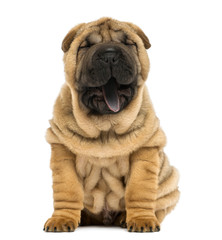 Front view of a Shar pei puppy, open mouth, yawning