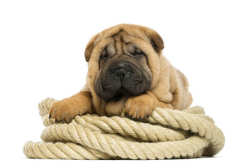 Shar pei puppy (11 weeks old) lying on rope - isolated on white © Eric Isselée