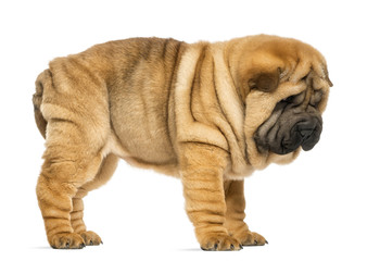 Obraz premium Side view of Shar pei puppy (11 weeks old) isolated on white