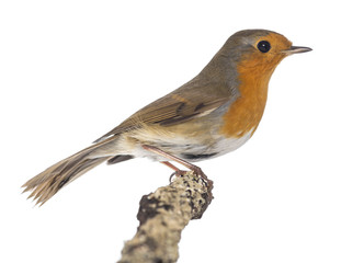 European Robin perched on a branch - Erithacus rubecula