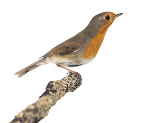 European Robin perched on a branch - Erithacus rubecula