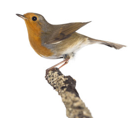 European Robin perched on a branch - Erithacus rubecula