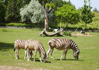 Young zebras