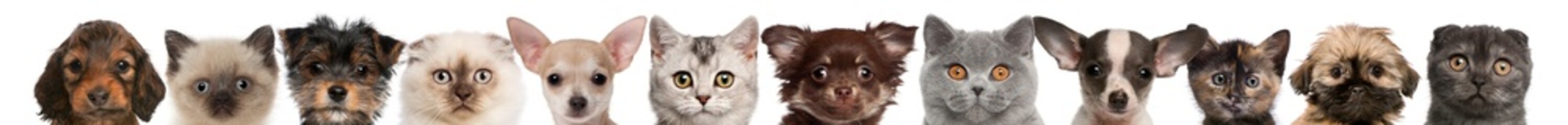 View of puppy and kitten heads isolated on white © Eric Isselée