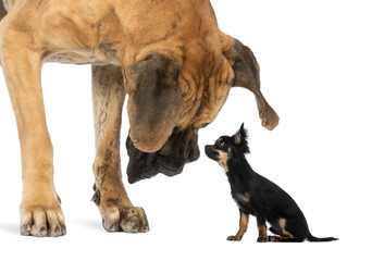 Great Dane looking at a Chihuahua sitting, isolated on white - obrazy, fototapety, plakaty