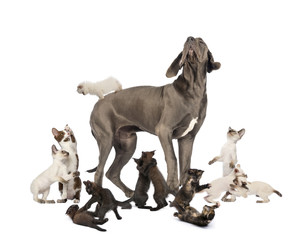 Great Dane standing in the middle of cats playing