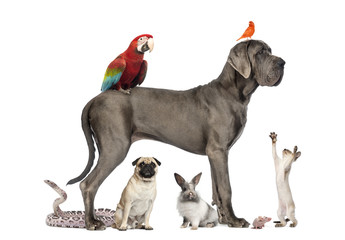 Group of pets,Group of pets - Dog, cat, bird, reptile, rabbit,..