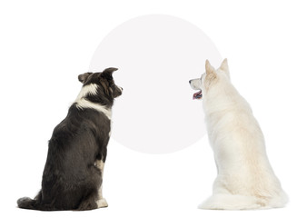 Rear view of two dogs looking at a blank sign, isolated on white