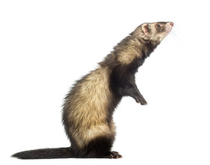 Ferret standing on hind legs and looking up, isolated on white