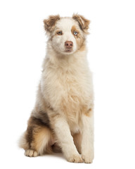 Fototapeta premium Australian Shepherd puppy sitting, isolated on white