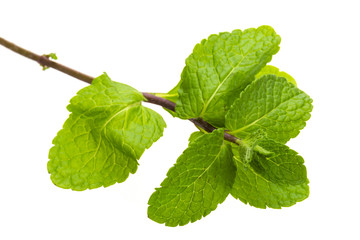 Pepper mint