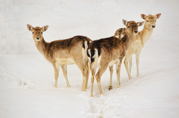 Three White-tailed deers