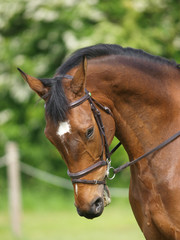 Head Shot of Horse Doing Dressage